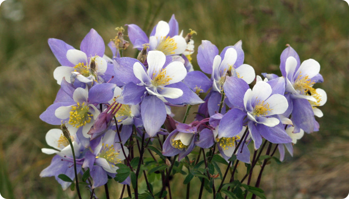 /images/Aquilegia_coerulea.jpg