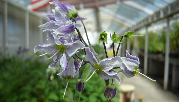 /images/Solanum_commersonii.jpg